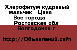 Хларофитум кудрявый мальчик › Цена ­ 30 - Все города  »    . Ростовская обл.,Волгодонск г.